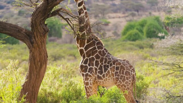 Girafe broute un arbuste dans la savane Africaine Kenya