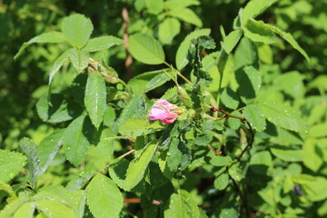 
Delicate pink buds appeared on the rose hip bush in spring