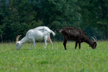 white and black goat in the meadow 