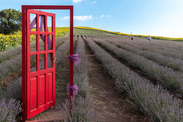 Red wooden gate. A Red door open to lavender field. Door to nature. Summer mood. Field of summer. 