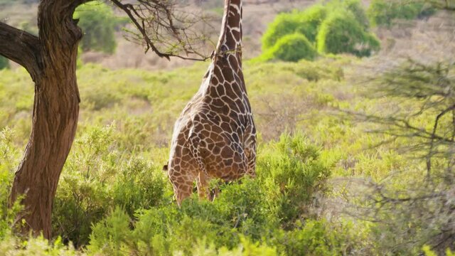 Girafe court dans la savane Africaine Kenya