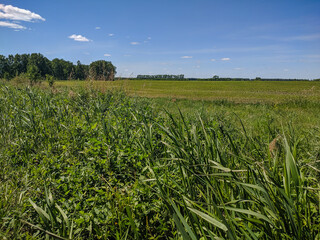 Kamen-na-Obi, Altai, Russia - May 25, 2020:  The boundless green field and blue sky. View.