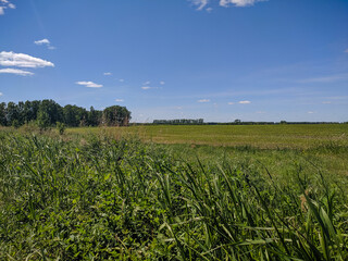 Kamen-na-Obi, Altai, Russia - May 25, 2020:  The boundless green field and blue sky. View.