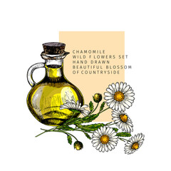 Hand drawn set of essential oils. Vector colored camomile flower. Medicinal herb with glass dropper bottle. Engraved art. For cosmetics, medicine, treating, aromatherapy, package design healthcare. - 366518804