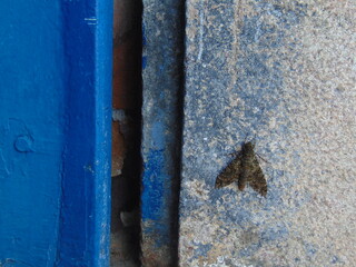 Mariposa na porta da igreja