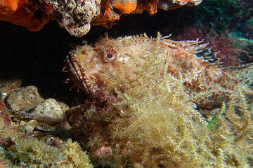 Large-scaled scorpionfish (Scorpaena scrofa) in Mediterranean Sea