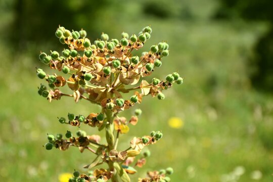 Euphorbia lathyris plant at the end of its flowering, about to drop the seeds.