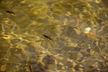 Pair of water shoemakers (Gerris lacustris) in the Cidacos River.