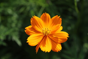 キバナコスモスのオレンジ色の花
