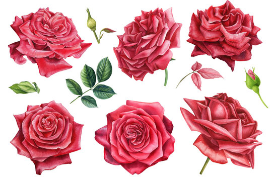 Red rose flowers, buds, leaves on isolated white background, botanical set, watercolor illustration