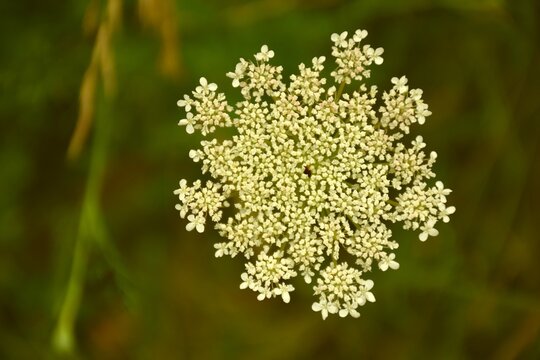 Wild Carrot flower (Daucus carota) in the middle of a forest path.