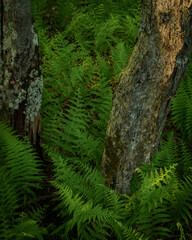 JayOBrien/JaynesGallery/DantaDelimont.com