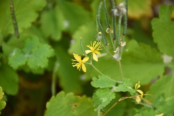 Chelidonium majus plant in bloom, yellow flower. Its latex is used to heal warts.