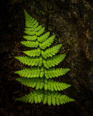 JayOBrien/JaynesGallery/DantaDelimont.com