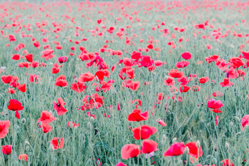 Obraz premium beautiful field of red poppies