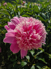 Kamen-na-Obi, Altai, Russia - May 26, 2020:   Pink peonies grow in the green grass. Vertical.