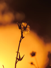 Silhouette of a plant on a background of colored sky