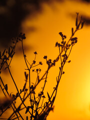 Silhouette of a plant on a background of colored sky
