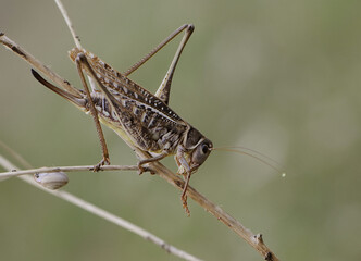 Large brown grasshopper on a summer day