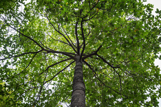 Big tree (Dipterocarpus Alatus) trunk and branch in low angle view. View of a tree crown from below.