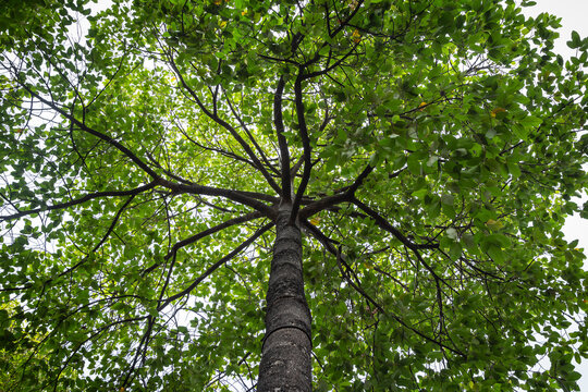 Apitong Tree