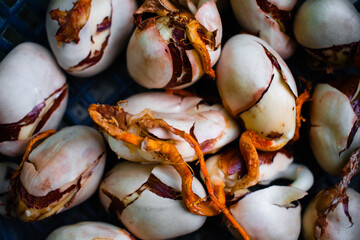 Jackfruit Seeds With Long Roots Are Kept In A Basket In Bright Sunlight To Dry