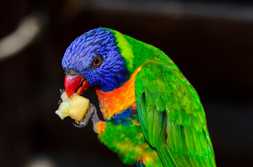 The rainbow lorikeet on black background