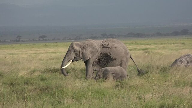 Kenya. Africa. Elephants walk on the savannah in the national park.