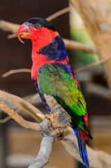 The black-capped lory sitting on the tree