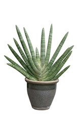 A Beautiful form Sansevieria cylindrica in a gray pot isolated on a white background. with clipping path