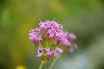 Red Valerian in bloom (Centranthus ruber) in roadside ditch.