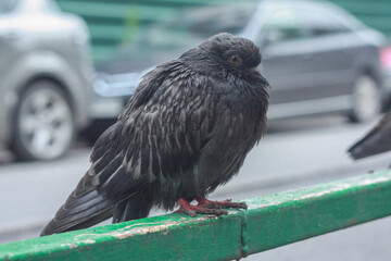 Gray city pigeon walking on the street on the ground.