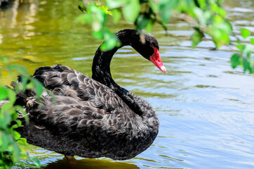 Fototapeta premium The black swan on the shore of the pond