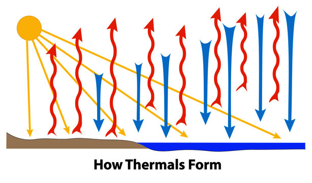 Thermals form over land and water. Sunlight heats the ground. Warm air rises and cool air sinks.