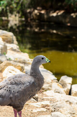 The Cape Barren goose in the natural environment