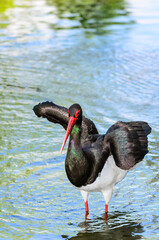 The black stork (Ciconia nigra)