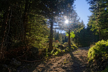 Sun rises through the branch of the trees on the path
