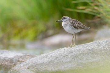 Beautiful portrait of Wood sandpiper (Tringa glareola)