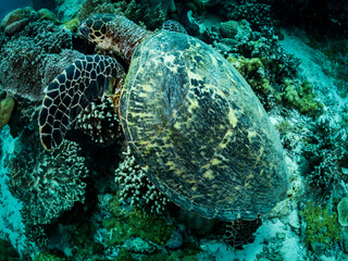 Big turtle sleeping on coral reef. Underwater photo. Philippines