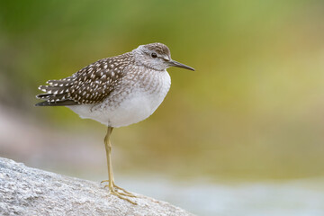 The beautiful Wood sandpiper (Tringa glareola)