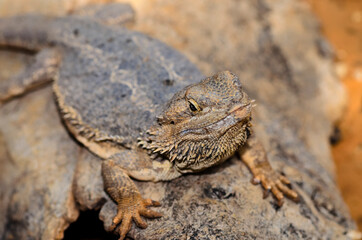 The Eastern bearded dragon lizard also known as common bearded dragon or simply bearded lizard(Pogona barbata)
