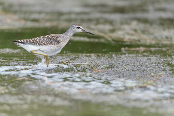 Walking on the water, portrait of Wood sandpiper (Tringa glareola)