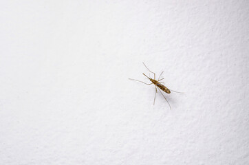 Dangerous Zika Infected Mosquito on Wall. Leishmaniasis, Encepha