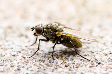 Exotic Drosophila Fly Diptera Parasite Insect Macro