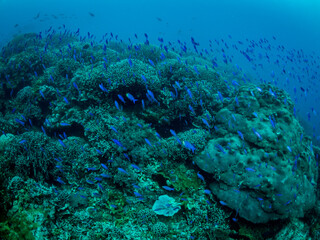 Fototapeta na wymiar Colorful coral reef, underwater photo, Philippines.