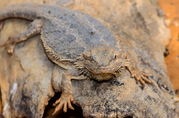 The Eastern bearded dragon lizard also known as common bearded dragon or simply bearded lizard(Pogona barbata)
