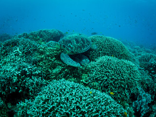 Big turtle laying on coral reef. Underwater photo. Philippines