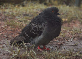 Gray city pigeon walking on the street on the ground.
