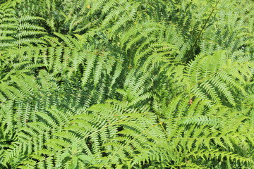 Fern leaves, ferns. Detail of green foliage in woodland on summers evening in UK