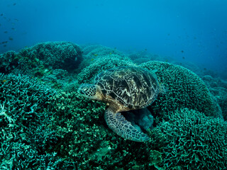 Big turtle laying on coral reef. Underwater photo. Philippines